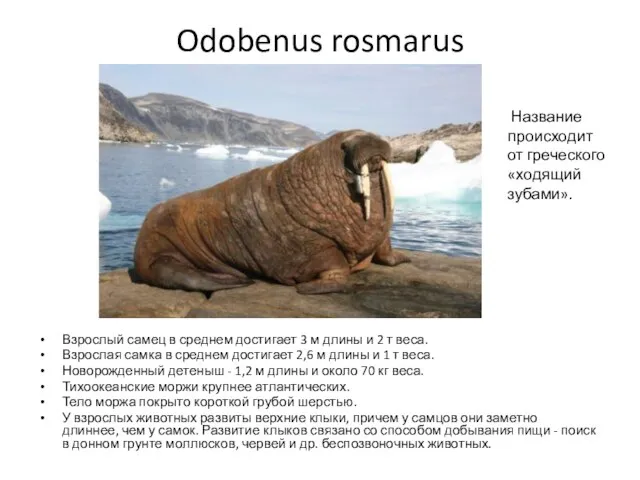 Odobenus rosmarus Взрослый самец в среднем достигает 3 м длины и 2