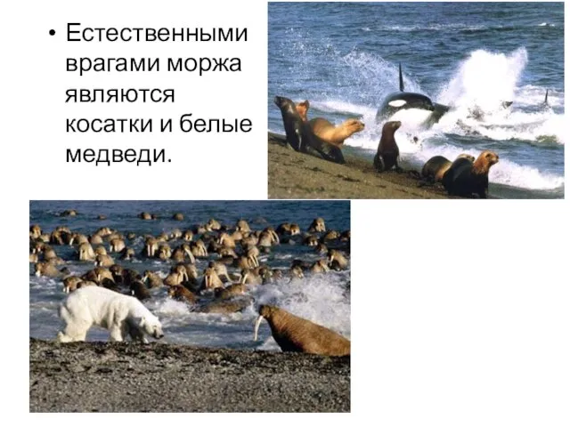 Естественными врагами моржа являются косатки и белые медведи.