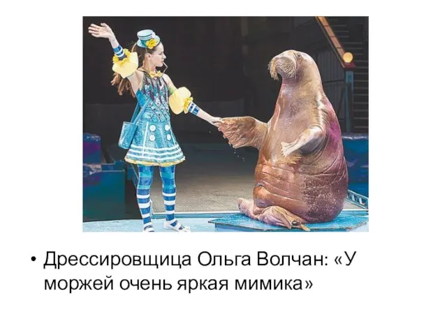 Дрессировщица Ольга Волчан: «У моржей очень яркая мимика»