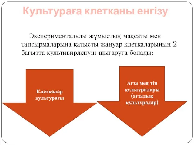 Культураға клетканы енгізу Экспериментальды жұмыстың мақсаты мен тапсырмаларына қатысты жануар клеткаларының 2