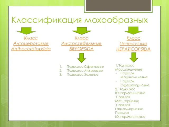 Классификация мохообразных Класс Антоцеротовые Anthocerotopsida Класс Листостебельные BRYOPSIDA Класс Печеночные HEPATICOPSIDA Подкласс