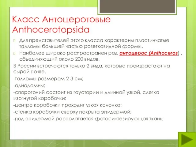 Класс Антоцеротовые Anthocerotopsida Для представителей этого класса характерны пластинчатые талломы большей частью