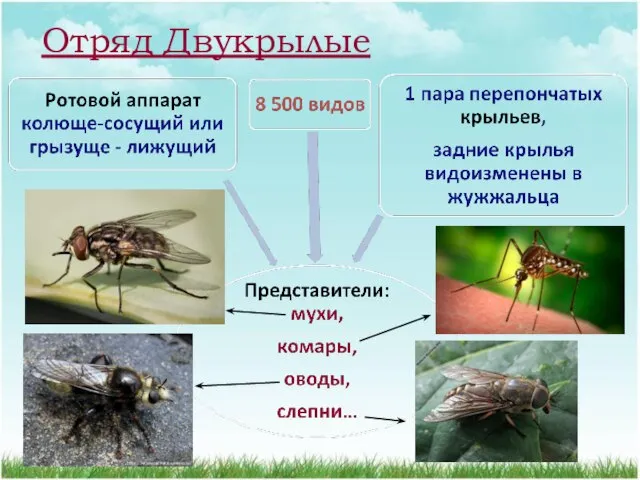 Отряд Двукрылые