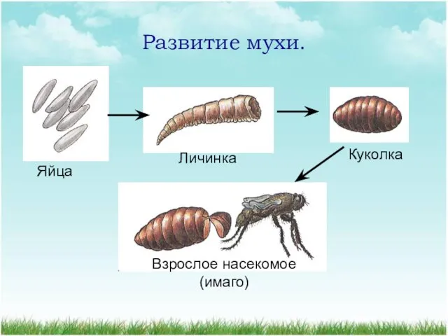 Развитие мухи. Яйца Личинка Куколка Взрослое насекомое (имаго)