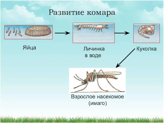 Развитие комара Яйца Личинка Куколка Взрослое насекомое (имаго) в воде