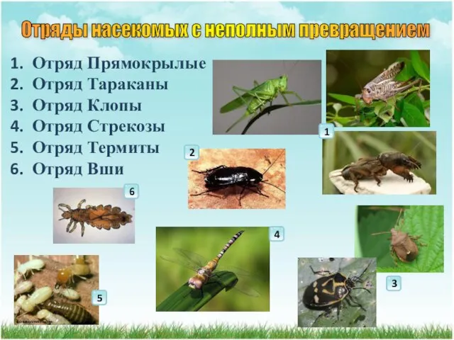 Отряды насекомых с неполным превращением Отряд Прямокрылые Отряд Тараканы Отряд Клопы Отряд