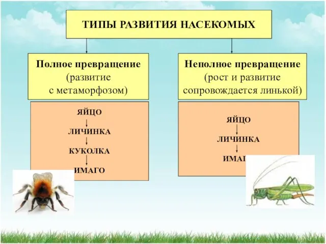 ТИПЫ РАЗВИТИЯ НАСЕКОМЫХ Полное превращение (развитие с метаморфозом) Неполное превращение (рост и