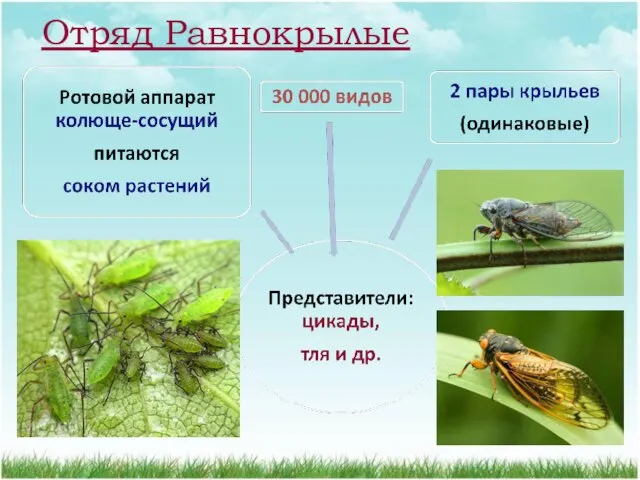 Отряд Равнокрылые