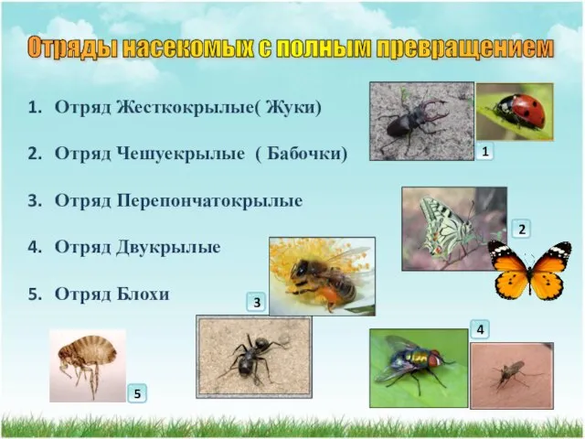 Отряды насекомых с полным превращением Отряд Жесткокрылые( Жуки) Отряд Чешуекрылые ( Бабочки)