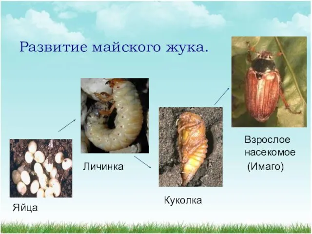 Развитие майского жука. Яйца Личинка Куколка Взрослое насекомое (Имаго)