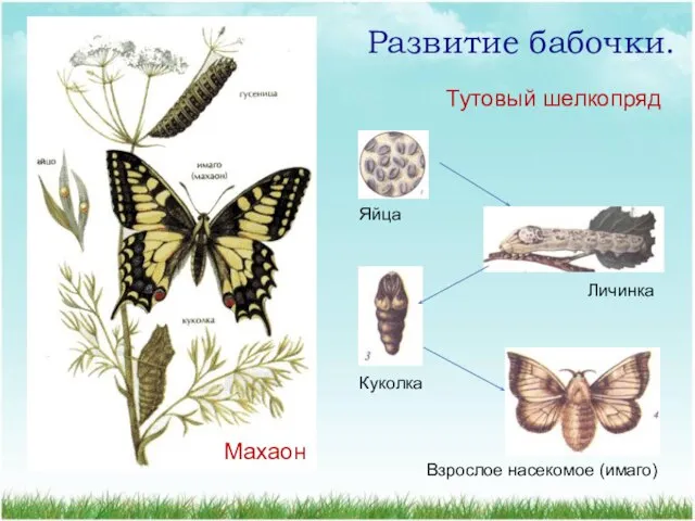 Развитие бабочки. Яйца Личинка Куколка Взрослое насекомое (имаго) Тутовый шелкопряд Махаон