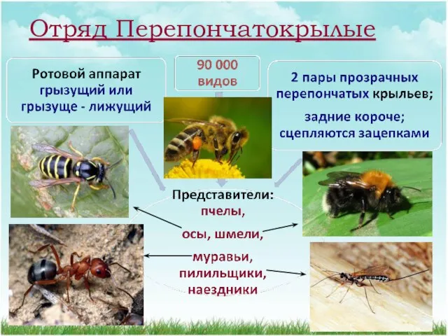 Отряд Перепончатокрылые