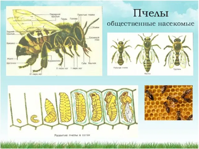 Пчелы общественные насекомые