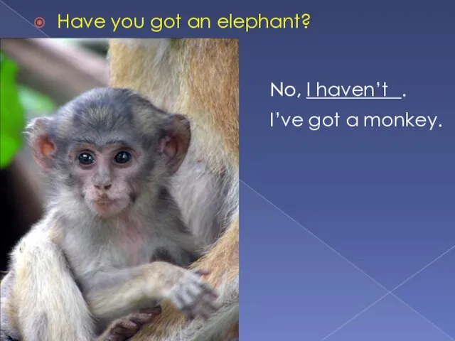 Have you got an elephant? No, __________. No, I haven’t I’ve got a monkey.