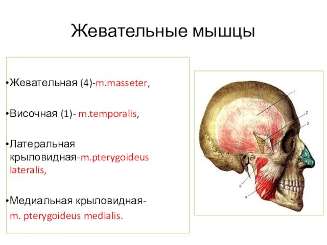 Жевательные мышцы Жевательная (4)-m.masseter, Височная (1)- m.temporalis, Латеральная крыловидная-m.pterygoideus lateralis, Медиальная крыловидная- m. pterygoideus medialis.