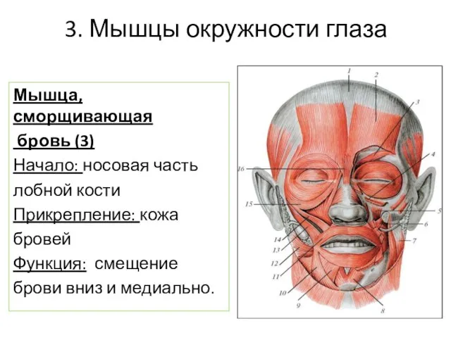 3. Мышцы окружности глаза Мышца, сморщивающая бровь (3) Начало: носовая часть лобной