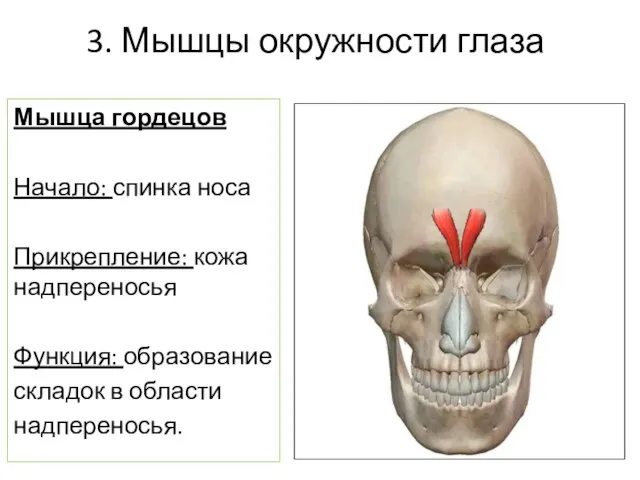 3. Мышцы окружности глаза Мышца гордецов Начало: спинка носа Прикрепление: кожа надпереносья