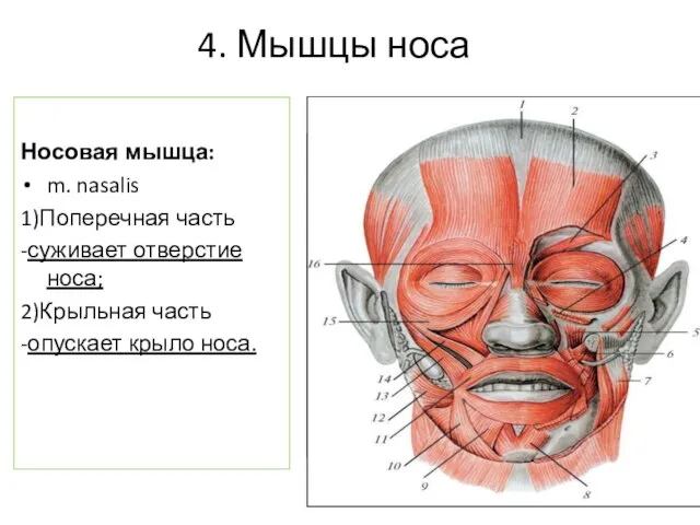 4. Мышцы носа Носовая мышца: m. nasalis 1)Поперечная часть -суживает отверстие носа;