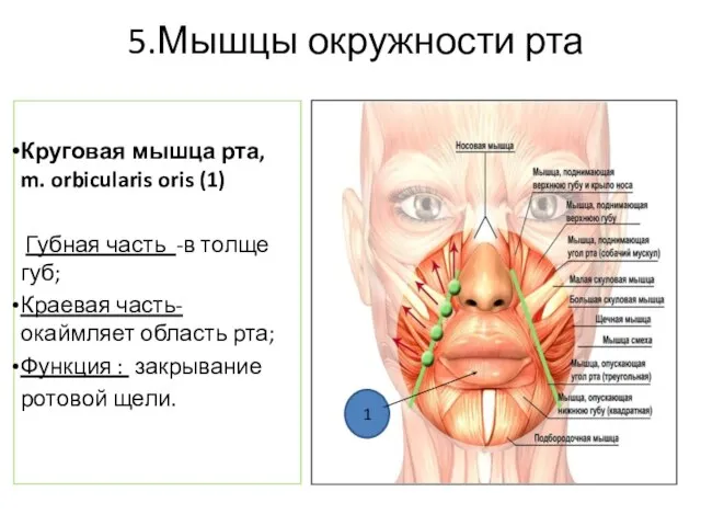 5.Мышцы окружности рта Круговая мышца рта, m. orbicularis oris (1) Губная часть