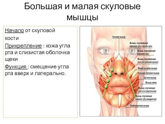 Большая и малая скуловые мышцы Начало от скуловой кости Прикрепление : кожа