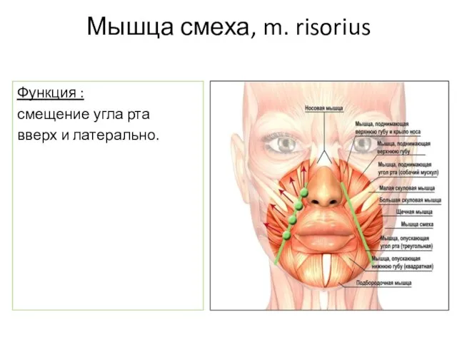 Мышца смеха, m. risorius Функция : смещение угла рта вверх и латерально.