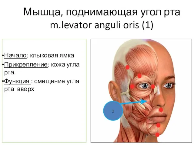 Мышца, поднимающая угол рта m.levator anguli oris (1) Начало: клыковая ямка Прикрепление:
