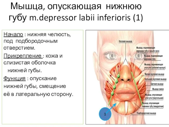 Мышца, опускающая нижнюю губу m.depressor labii inferioris (1) Начало : нижняя челюсть,