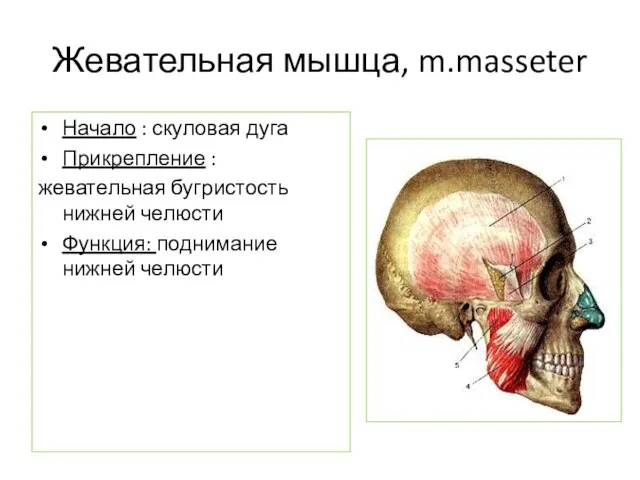 Жевательная мышца, m.masseter Начало : скуловая дуга Прикрепление : жевательная бугристость нижней