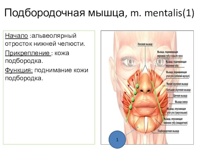 Подбородочная мышца, m. mentalis(1) Начало :альвеолярный отросток нижней челюсти. Прикрепление : кожа