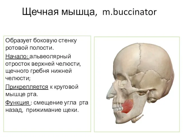 Щечная мышца, m.buccinator Образует боковую стенку ротовой полости. Начало: альвеолярный отросток верхней