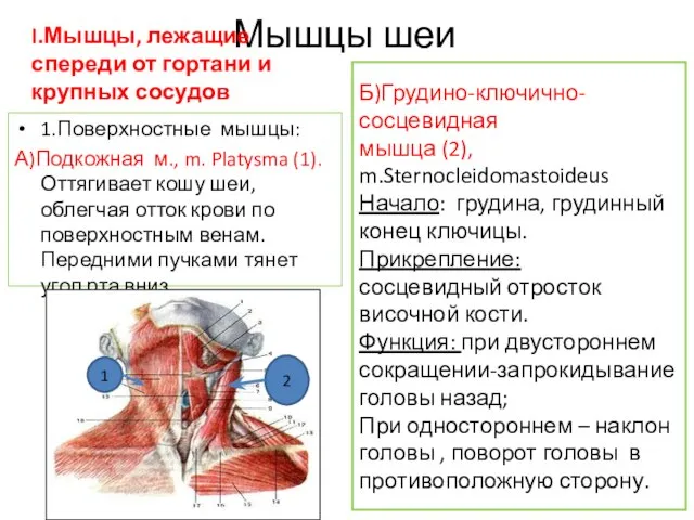 Мышцы шеи I.Мышцы, лежащие спереди от гортани и крупных сосудов 1.Поверхностные мышцы: