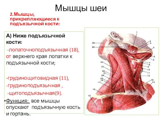 Мышцы шеи 2.Мышцы, прикрепляющиеся к подъязычной кости: А) Ниже подъязычной кости: -лопаточноподъязычная