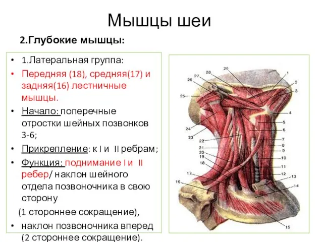 Мышцы шеи 2.Глубокие мышцы: 1.Латеральная группа: Передняя (18), средняя(17) и задняя(16) лестничные