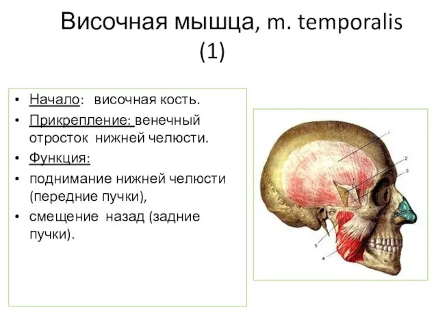 Височная мышца, m. temporalis (1) Начало: височная кость. Прикрепление: венечный отросток нижней