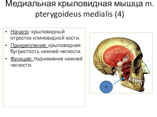 Медиальная крыловидная мышца m. pterygoideus medialis (4) Начало: крыловидный отросток клиновидной кости.