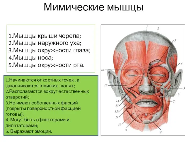 Мимические мышцы 1.Мышцы крыши черепа; 2.Мышцы наружного уха; 3.Мышцы окружности глаза; 4.Мышцы