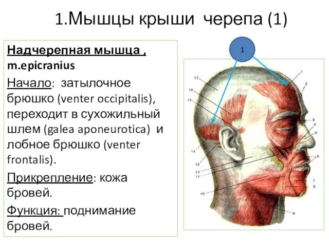 1.Мышцы крыши черепа (1) Надчерепная мышца , m.epicranius Начало: затылочное брюшко (venter