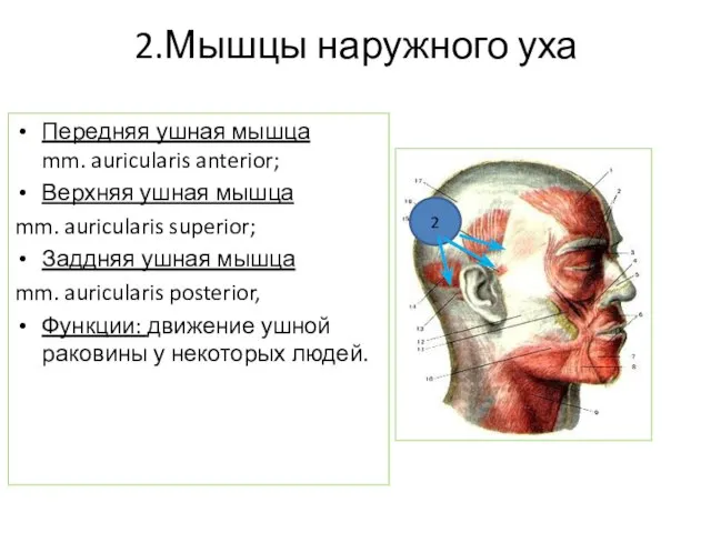 2.Мышцы наружного уха Передняя ушная мышца mm. auricularis anterior; Верхняя ушная мышца