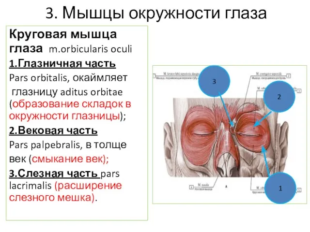 3. Мышцы окружности глаза Круговая мышца глаза m.orbicularis oculi 1.Глазничная часть Pars