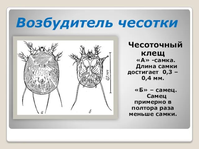 Возбудитель чесотки Чесоточный клещ «А» -самка. Длина самки достигает 0,3 – 0,4