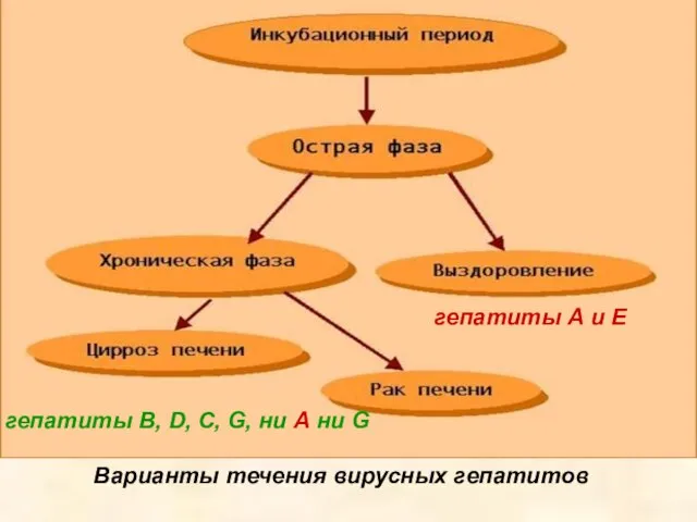 Варианты течения вирусных гепатитов гепатиты А и Е гепатиты В, D, С,