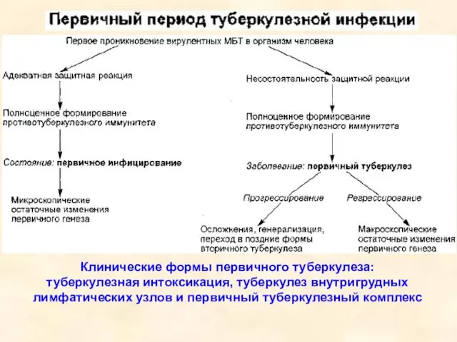 Клинические формы первичного туберкулеза: туберкулезная интоксикация, туберкулез внутригрудных лимфатических узлов и первичный туберкулезный комплекс