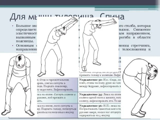 Для мышц туловища. Спина Большое значение имеет подвижность в суставах позвоночного столба,