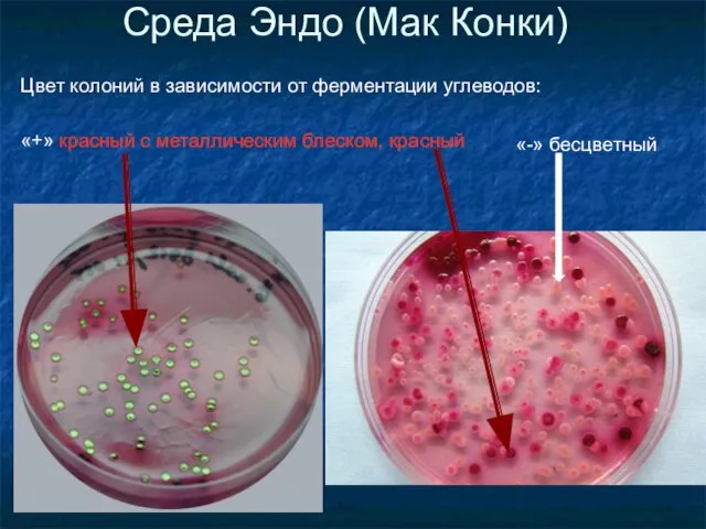 Цвет колоний в зависимости от ферментации углеводов: «+» красный с металлическим блеском,