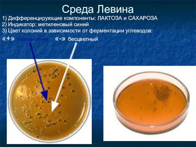 Среда Левина 1) Дифференцирующие компоненты: ЛАКТОЗА и САХАРОЗА 2) Индикатор: метиленовый синий