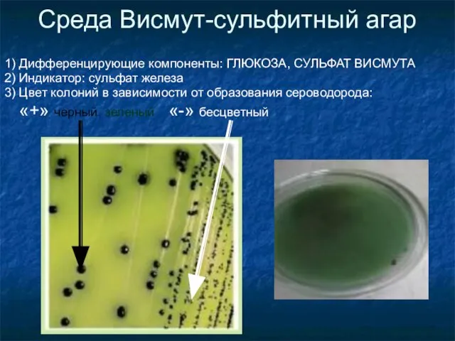 Среда Висмут-сульфитный агар 1) Дифференцирующие компоненты: ГЛЮКОЗА, СУЛЬФАТ ВИСМУТА 2) Индикатор: сульфат