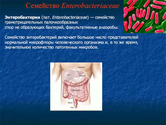 Семейство Enterobacteriaceae Энтеробактерии (лат. Enterobacteriaceae) — семейство грамотрицательных палочкообразных спор не образующих