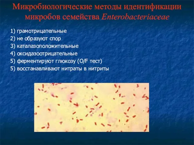 1) грамотрицательные 2) не образуют спор 3) каталазоположительные 4) оксидазоотрицательные 5) ферментируют