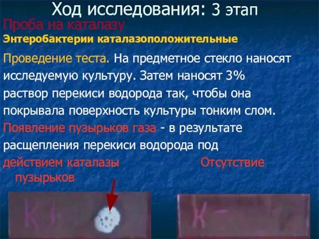 Ход исследования: 3 этап Проведение теста. На предметное стекло наносят исследуемую культуру.