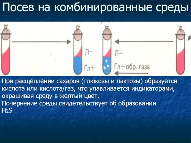 Посев на комбинированные среды При расщеплении сахаров (глюкозы и лактозы) образуется кислота